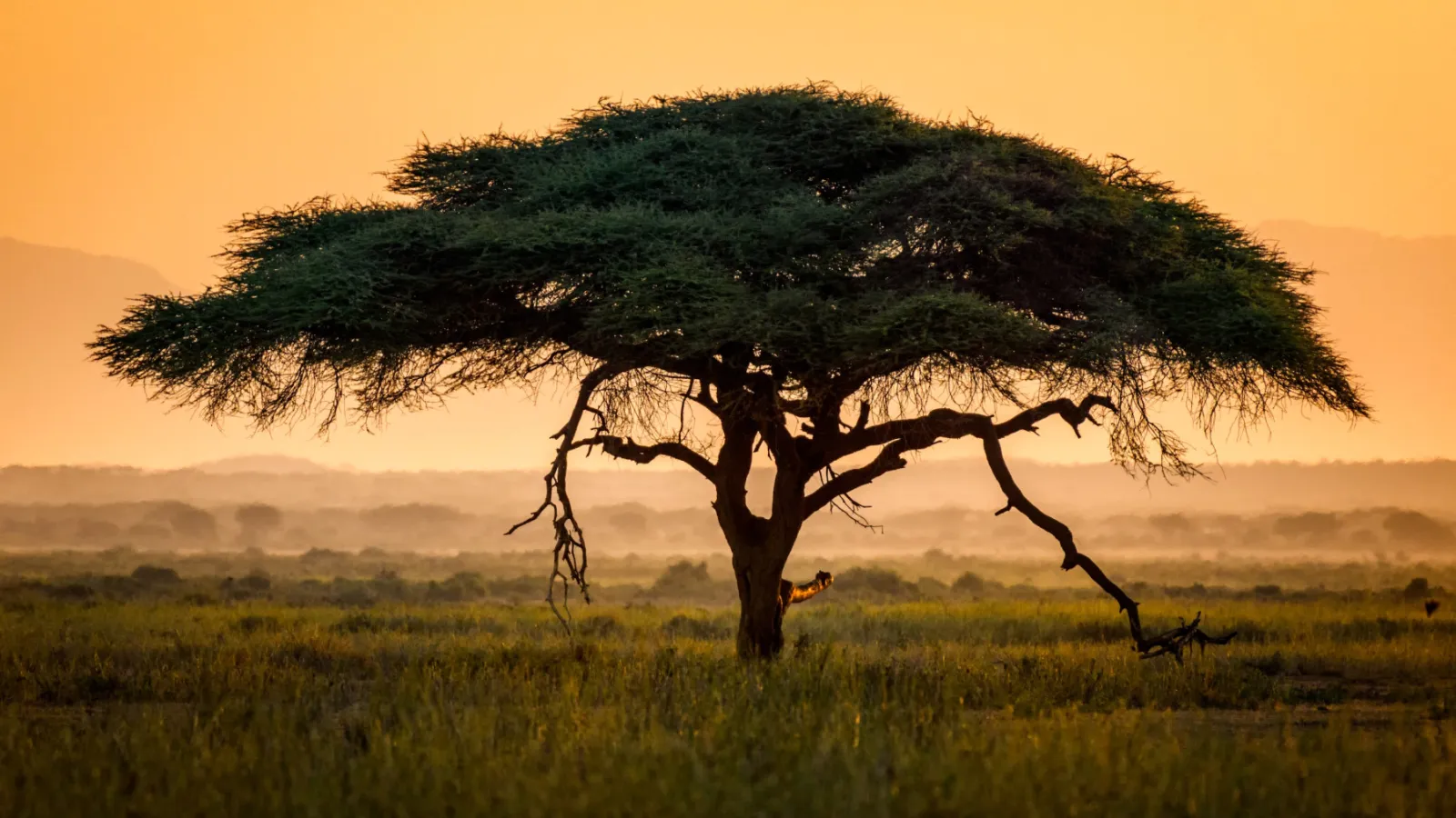 Picture by Getty Images of Acacias tree in Africa.
